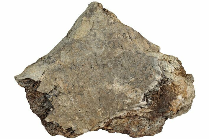 Fossil Dinosaur Limb Bone Section - Wyoming #233829